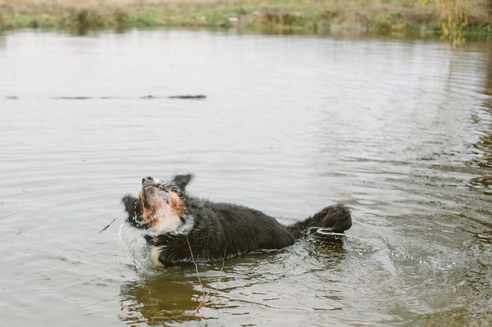 A dog is swimming in the water.