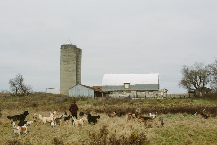 A herd of sheep grazing in the grass near a barn.