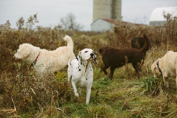 A group of dogs running in the grass.