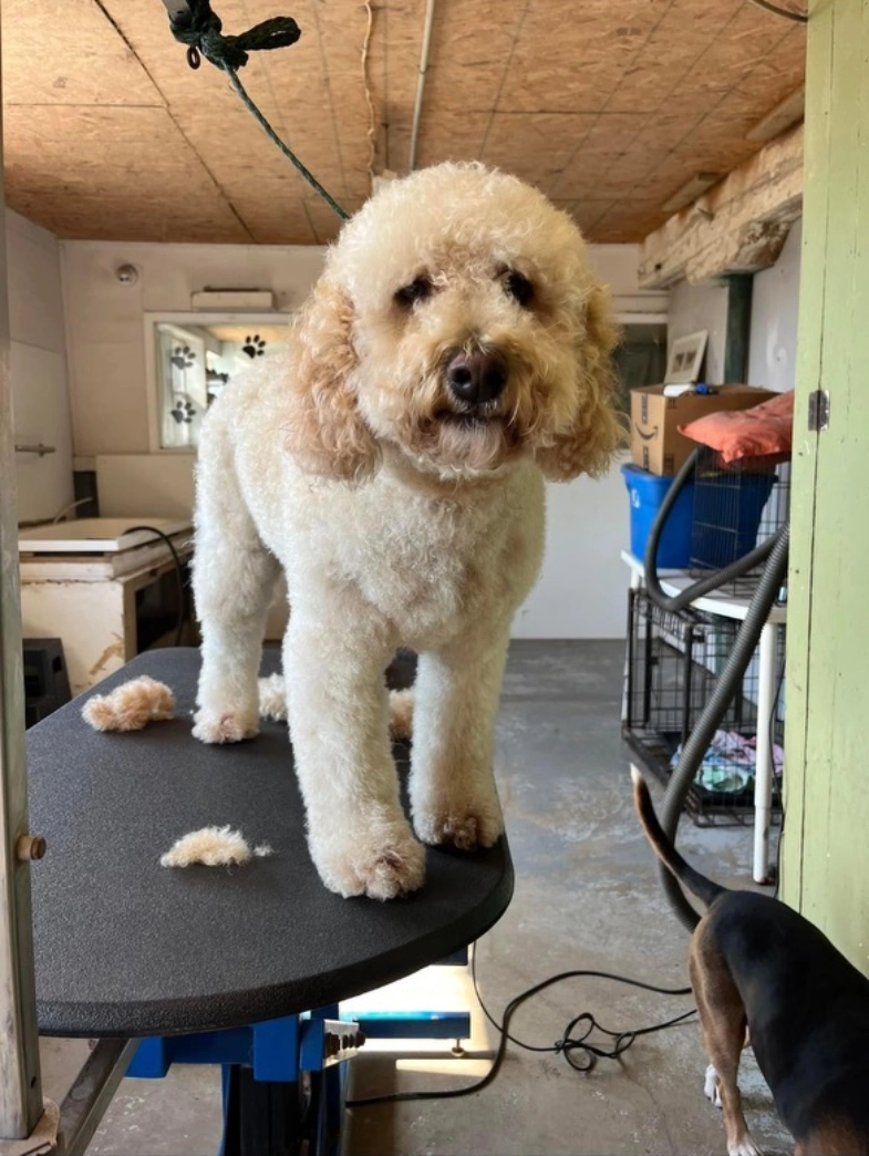 A dog standing on top of a table.