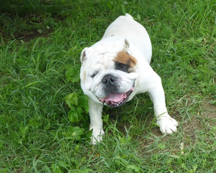 A white and brown dog standing in the grass.