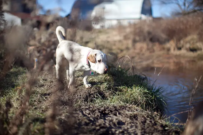 A dog is standing in the grass near water.