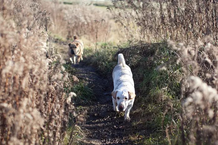 Two dogs walking down a trail in the woods.