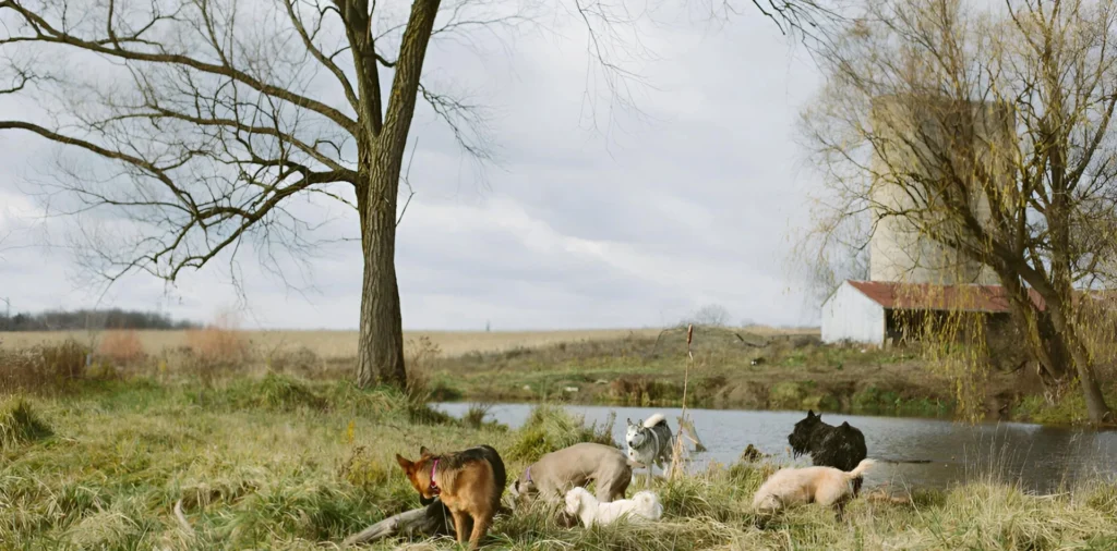 A dog and some sheep in the grass.