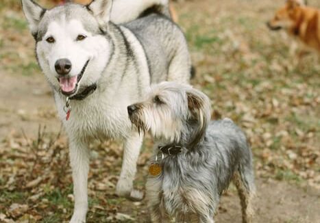 A group of dogs standing on top of a dirt field.