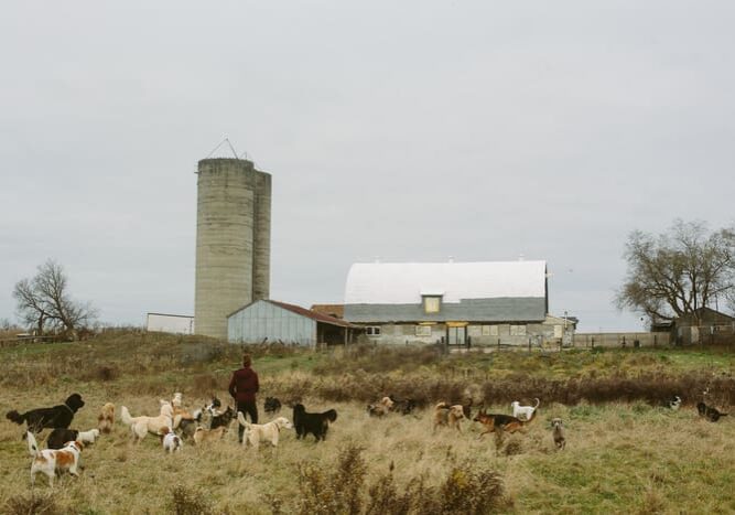 A herd of sheep grazing in the grass near a barn.